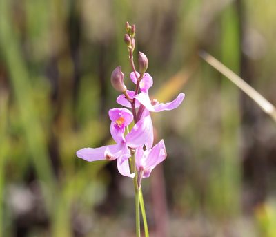 Calopogon pallidus, photographed by Lauren McLaurin