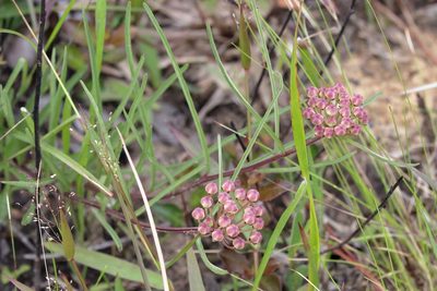 Asclepias michauxii, photographed by Lauren McLaurin