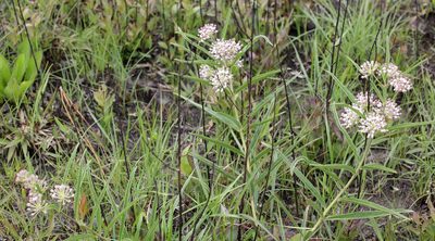 Asclepias longifolia, photographed by Lauren McLaurin