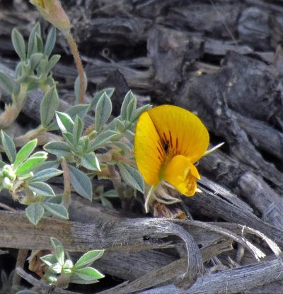 Adesmia lotoides, photographed by Hugo Hulsberg