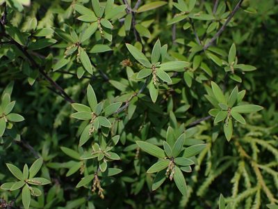 Leucopogon fasciculatus, photographed by Saryu Mae 前 朝琉