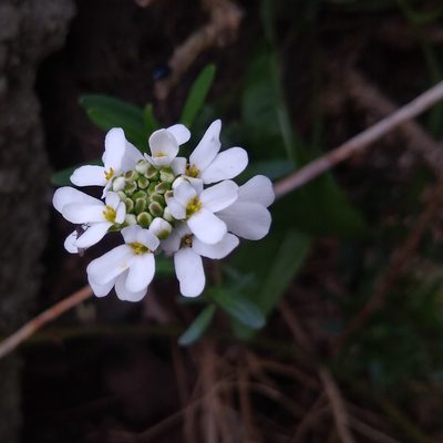 Iberis sempervirens, photographed by jpuf
