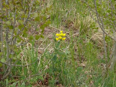 Thermopsis divaricarpa, photographed by Teresa Jegelewicz Mayfield-Meyer