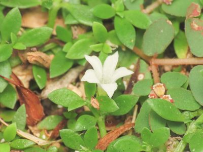 Dentella repens, photographed by Emanuele Santarelli