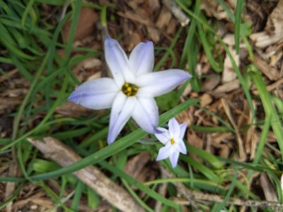 Ipheion uniflorum, photographed by Josiah Ritchie