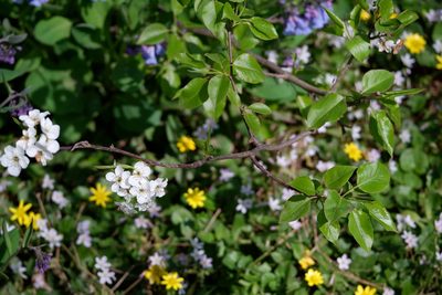Pyrus calleryana, photographed by Bonnie Semmling