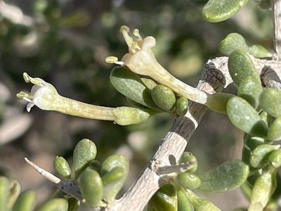 Lycium andersonii, photographed by Bobby McCabe