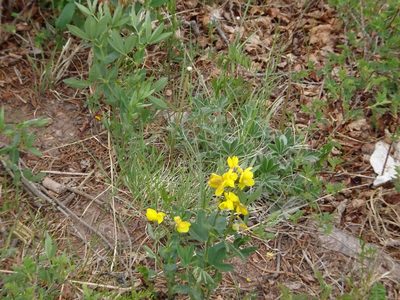Thermopsis divaricarpa, photographed by Teresa Jegelewicz Mayfield-Meyer