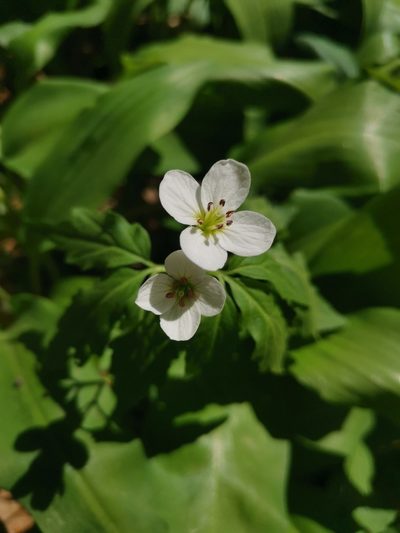 Cardamine waldsteinii, photographed by Ljaž