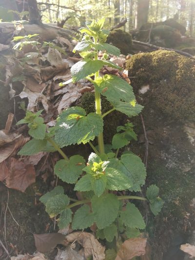 Scrophularia vernalis, photographed by Ljaž