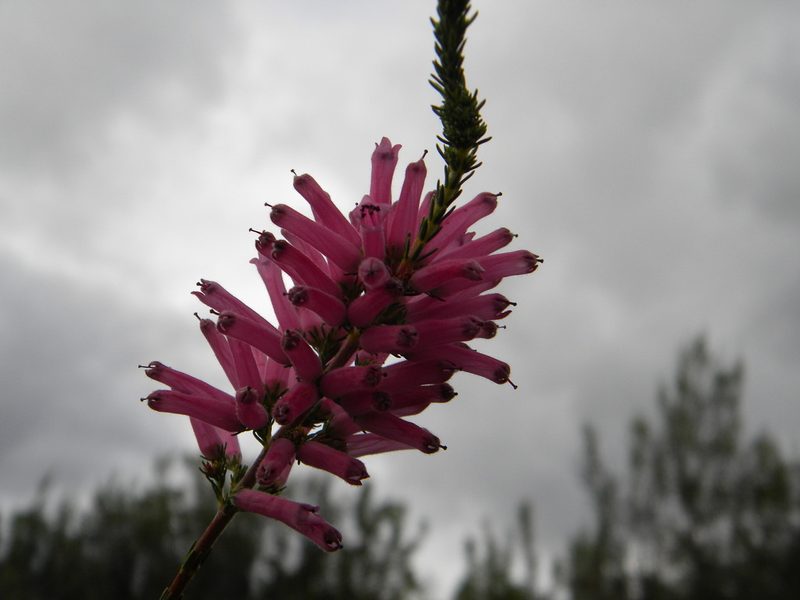 Erica verticillata, photographed by Tim Kirsten