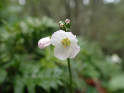 Cardamine nuttallii, photographed by Ellyne Geurts