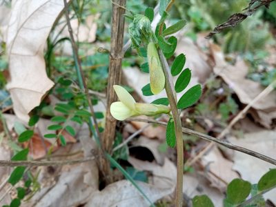 Vicia hybrida, photographed by Josep Gesti