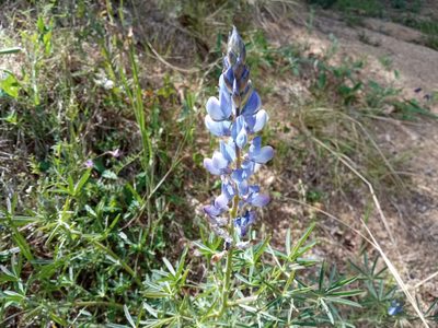 Lupinus angustifolius, photographed by Josep Gesti