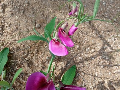 Lathyrus tingitanus, photographed by Josep Gesti