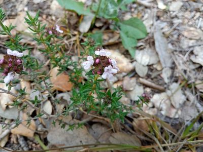 Thymus vulgaris, photographed by Josep Gesti