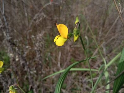 Lathyrus annuus, photographed by Josep Gesti