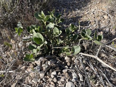 Mirabilis multiflora, photographed by Bobby McCabe