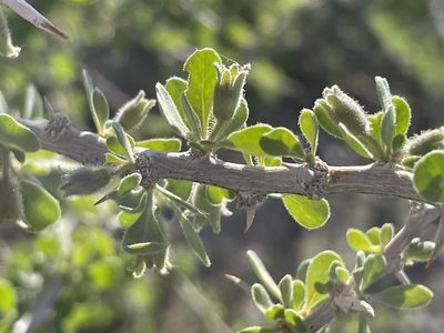 Lycium cooperi, photographed by Bobby McCabe