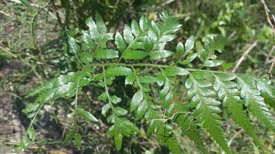 Rumohra adiantiformis, photographed by JG