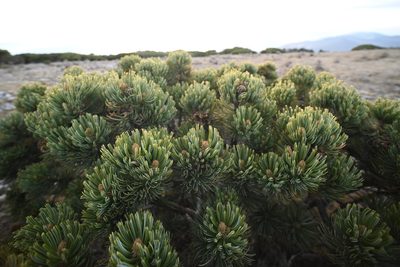 Pinus culminicola, photographed by Alan Rockefeller