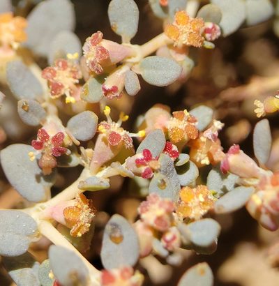 Euphorbia parishii, photographed by Alex Heyman