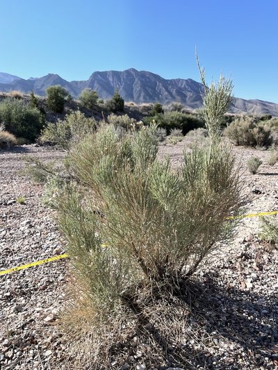 Lepidospartum latisquamum, photographed by Bobby McCabe