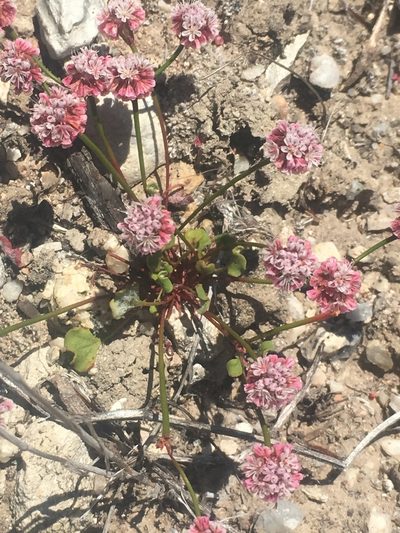 Eriogonum nortonii, photographed by Pinnacles National Park