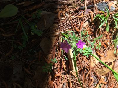 Phlox amoena, photographed by Mothmate