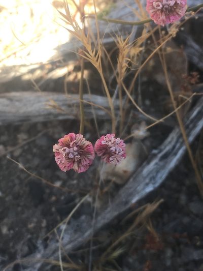 Eriogonum nortonii, photographed by Pinnacles National Park