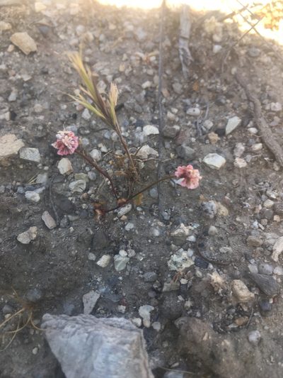 Eriogonum nortonii, photographed by Pinnacles National Park