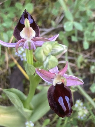 Ophrys ferrum-equinum, photographed by Andre Hosper