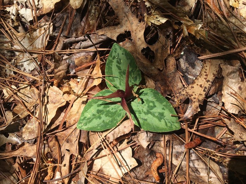 Trillium decumbens, photographed by Mothmate