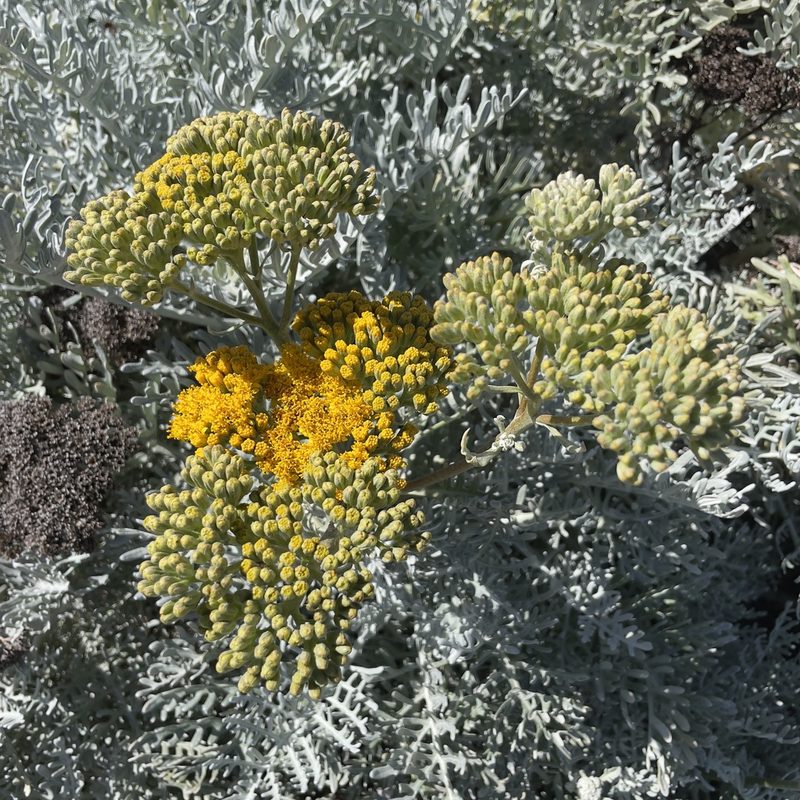Constancea nevinii, photographed by Bill Levine
