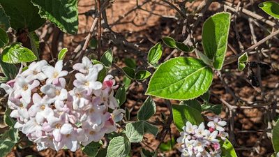 Viburnum carlesii, photographed by john_hall