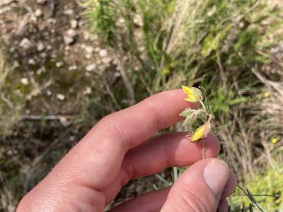 Helianthemum syriacum, photographed by Marc Riera