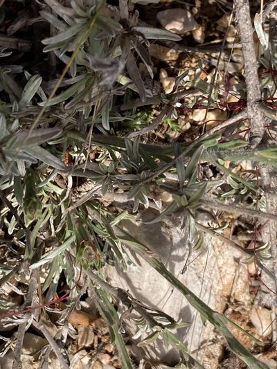 Convolvulus lanuginosus, photographed by Marc Riera