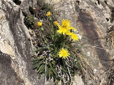 Takhtajaniantha austriaca, photographed by Jason Grant