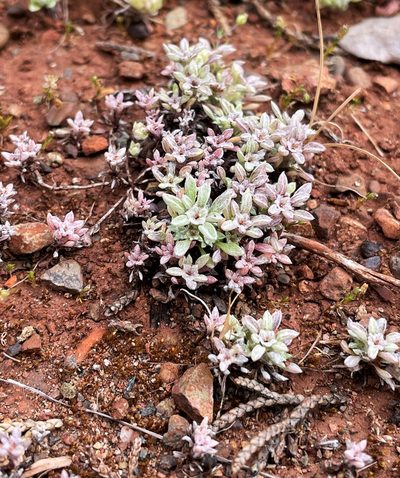 Hesperevax acaulis, photographed by Roger Raiche