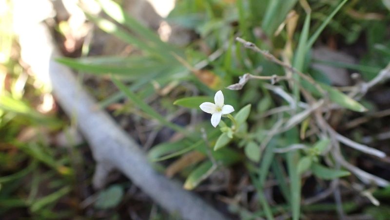 Houstonia micrantha, photographed by John Abrams