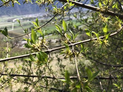 Cornus mas, photographed by Jason Grant
