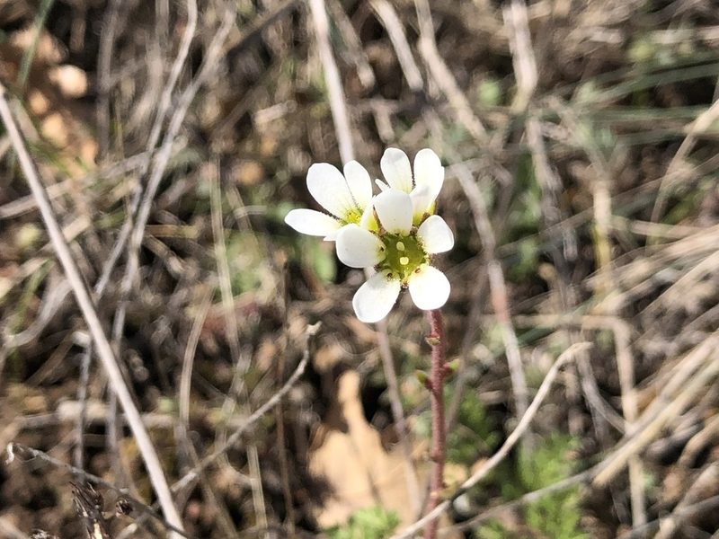 Saxifraga bulbifera, photographed by Jason Grant