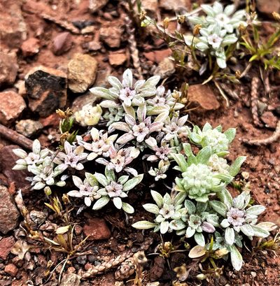 Hesperevax acaulis, photographed by Roger Raiche