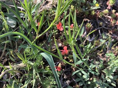 Lathyrus sphaericus, photographed by Jason Grant