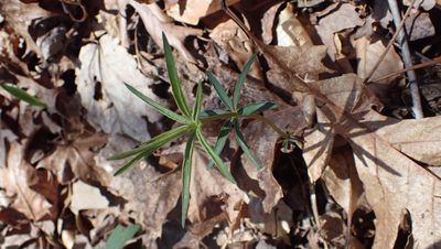 Coreopsis major
