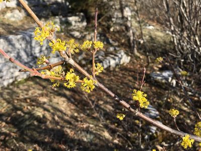 Cornus mas, photographed by Mirko Ubović