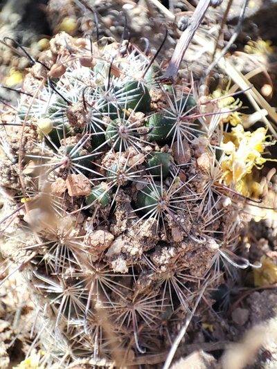 Cochemiea sheldonii, photographed by Tereka Lasso
