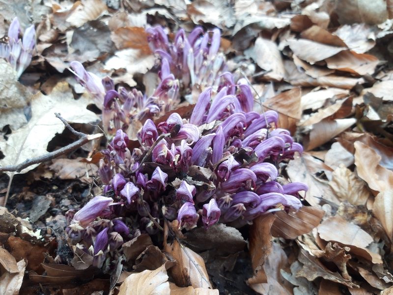 Lathraea clandestina, photographed by Floris Vanderhaeghe