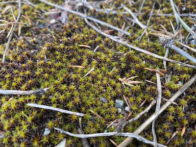 Syntrichia ruralis, photographed by Sean Vanderluit