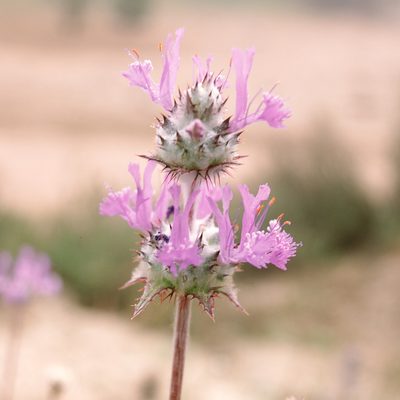 Salvia carduacea, photographed by paulexcoff